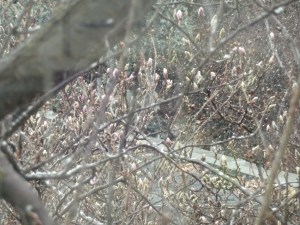 snow falling on magnolia buds