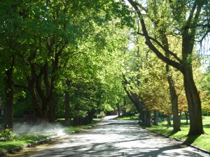 tree-lined street